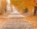 Picture of Falling Leaves  _GroupedProduct_Rectangle_Landscape_Photography _GroupedProduct_Rectangle_Landscape_Unframed_Print_Only_