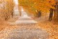 Picture of Falling Leaves  _GroupedProduct_Rectangle_Landscape_Photography _GroupedProduct_Rectangle_Landscape_Unframed_Print_Only_