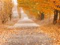 Picture of Falling Leaves  _GroupedProduct_Rectangle_Landscape_Photography _GroupedProduct_Rectangle_Landscape_Unframed_Print_Only_