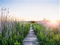 Picture of Field of Dreams   _GroupedProduct_Rectangle_Landscape_Photography _GroupedProduct_Rectangle_Landscape_Unframed_Print_Only_