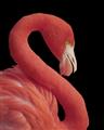 Picture of Flamingo Flame _GroupedProduct_Rectangle_Portrait_Photography _GroupedProduct_Rectangle_Portrait_Unframed_Print_Only_