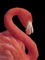 Picture of Flamingo Flame _GroupedProduct_Rectangle_Portrait_Photography _GroupedProduct_Rectangle_Portrait_Unframed_Print_Only_