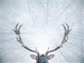 Picture of Forest Stag _GroupedProduct_Rectangle_Landscape_Photography _GroupedProduct_Rectangle_Landscape_Unframed_Print_Only_