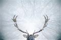 Picture of Forest Stag _GroupedProduct_Rectangle_Landscape_Photography _GroupedProduct_Rectangle_Landscape_Unframed_Print_Only_