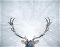 Picture of Forest Stag _GroupedProduct_Rectangle_Landscape_Photography _GroupedProduct_Rectangle_Landscape_Unframed_Print_Only_