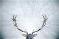 Picture of Forest Stag _GroupedProduct_Rectangle_Landscape_Photography _GroupedProduct_Rectangle_Landscape_Unframed_Print_Only_