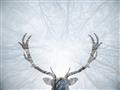 Picture of Forest Stag _GroupedProduct_Rectangle_Landscape_Photography _GroupedProduct_Rectangle_Landscape_Unframed_Print_Only_