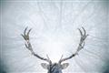 Picture of Forest Stag _GroupedProduct_Rectangle_Landscape_Photography _GroupedProduct_Rectangle_Landscape_Unframed_Print_Only_