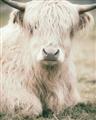Picture of Furry Cow _GroupedProduct_Rectangle_Portrait_Photography _GroupedProduct_Rectangle_Portrait_Unframed_Print_Only_
