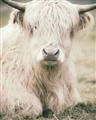 Picture of Furry Cow _GroupedProduct_Rectangle_Portrait_Photography _GroupedProduct_Rectangle_Portrait_Unframed_Print_Only_