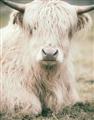 Picture of Furry Cow _GroupedProduct_Rectangle_Portrait_Photography _GroupedProduct_Rectangle_Portrait_Unframed_Print_Only_