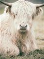 Picture of Furry Cow _GroupedProduct_Rectangle_Portrait_Photography _GroupedProduct_Rectangle_Portrait_Unframed_Print_Only_