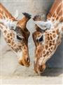 Picture of Giraffe Pals  _GroupedProduct_Rectangle_Portrait_Photography _GroupedProduct_Rectangle_Portrait_Unframed_Print_Only_
