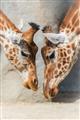 Picture of Giraffe Pals  _GroupedProduct_Rectangle_Portrait_Photography _GroupedProduct_Rectangle_Portrait_Unframed_Print_Only_