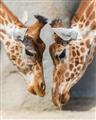 Picture of Giraffe Pals  _GroupedProduct_Rectangle_Portrait_Photography _GroupedProduct_Rectangle_Portrait_Unframed_Print_Only_