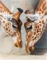 Picture of Giraffe Pals  _GroupedProduct_Rectangle_Portrait_Photography _GroupedProduct_Rectangle_Portrait_Unframed_Print_Only_