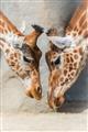 Picture of Giraffe Pals  _GroupedProduct_Rectangle_Portrait_Photography _GroupedProduct_Rectangle_Portrait_Unframed_Print_Only_