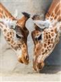 Picture of Giraffe Pals  _GroupedProduct_Rectangle_Portrait_Photography _GroupedProduct_Rectangle_Portrait_Unframed_Print_Only_