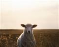 Picture of Grazing Sheep  _GroupedProduct_Rectangle_Landscape_Photography _GroupedProduct_Rectangle_Landscape_Unframed_Print_Only_