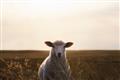 Picture of Grazing Sheep  _GroupedProduct_Rectangle_Landscape_Photography _GroupedProduct_Rectangle_Landscape_Unframed_Print_Only_