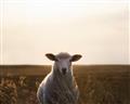 Picture of Grazing Sheep  _GroupedProduct_Rectangle_Landscape_Photography _GroupedProduct_Rectangle_Landscape_Unframed_Print_Only_