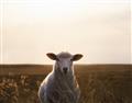 Picture of Grazing Sheep  _GroupedProduct_Rectangle_Landscape_Photography _GroupedProduct_Rectangle_Landscape_Unframed_Print_Only_