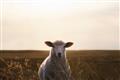 Picture of Grazing Sheep  _GroupedProduct_Rectangle_Landscape_Photography _GroupedProduct_Rectangle_Landscape_Unframed_Print_Only_