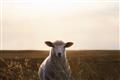 Picture of Grazing Sheep  _GroupedProduct_Rectangle_Landscape_Photography _GroupedProduct_Rectangle_Landscape_Unframed_Print_Only_