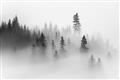 Picture of In the Fog _GroupedProduct_Rectangle_Landscape_Photography _GroupedProduct_Rectangle_Landscape_Unframed_Print_Only_