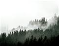 Picture of In the Mist _GroupedProduct_Rectangle_Landscape_Photography _GroupedProduct_Rectangle_Landscape_Unframed_Print_Only_