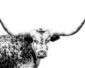 Picture of Jackson, The Bull  _GroupedProduct_Rectangle_Landscape_Photography _GroupedProduct_Rectangle_Landscape_Unframed_Print_Only_