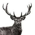 Picture of James, the Stag  _GroupedProduct_Square_Photography _GroupedProduct_Square_Unframed_Print_Only_