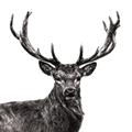 Picture of James, the Stag  _GroupedProduct_Square_Photography _GroupedProduct_Square_Unframed_Print_Only_