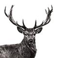 Picture of James, the Stag  _GroupedProduct_Square_Photography _GroupedProduct_Square_Unframed_Print_Only_
