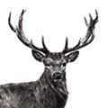 Picture of James, the Stag  _GroupedProduct_Square_Photography _GroupedProduct_Square_Unframed_Print_Only_