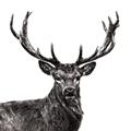Picture of James, the Stag  _GroupedProduct_Square_Photography _GroupedProduct_Square_Unframed_Print_Only_