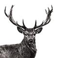Picture of James, the Stag  _GroupedProduct_Square_Photography _GroupedProduct_Square_Unframed_Print_Only_