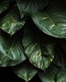 Picture of Jungle Leaves  _GroupedProduct_Rectangle_Portrait_Photography _GroupedProduct_Rectangle_Portrait_Unframed_Print_Only_