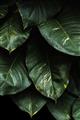 Picture of Jungle Leaves  _GroupedProduct_Rectangle_Portrait_Photography _GroupedProduct_Rectangle_Portrait_Unframed_Print_Only_