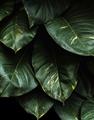 Picture of Jungle Leaves  _GroupedProduct_Rectangle_Portrait_Photography _GroupedProduct_Rectangle_Portrait_Unframed_Print_Only_