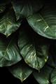 Picture of Jungle Leaves  _GroupedProduct_Rectangle_Portrait_Photography _GroupedProduct_Rectangle_Portrait_Unframed_Print_Only_