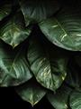Picture of Jungle Leaves  _GroupedProduct_Rectangle_Portrait_Photography _GroupedProduct_Rectangle_Portrait_Unframed_Print_Only_