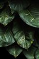 Picture of Jungle Leaves  _GroupedProduct_Rectangle_Portrait_Photography _GroupedProduct_Rectangle_Portrait_Unframed_Print_Only_