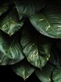 Picture of Jungle Leaves  _GroupedProduct_Rectangle_Portrait_Photography _GroupedProduct_Rectangle_Portrait_Unframed_Print_Only_
