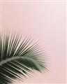 Picture of Leaves on Pink _GroupedProduct_Rectangle_Portrait_Photography _GroupedProduct_Rectangle_Portrait_Unframed_Print_Only_
