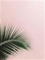 Picture of Leaves on Pink _GroupedProduct_Rectangle_Portrait_Photography _GroupedProduct_Rectangle_Portrait_Unframed_Print_Only_