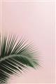 Picture of Leaves on Pink _GroupedProduct_Rectangle_Portrait_Photography _GroupedProduct_Rectangle_Portrait_Unframed_Print_Only_