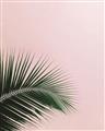 Picture of Leaves on Pink _GroupedProduct_Rectangle_Portrait_Photography _GroupedProduct_Rectangle_Portrait_Unframed_Print_Only_