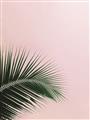 Picture of Leaves on Pink _GroupedProduct_Rectangle_Portrait_Photography _GroupedProduct_Rectangle_Portrait_Unframed_Print_Only_