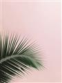 Picture of Leaves on Pink _GroupedProduct_Rectangle_Portrait_Photography _GroupedProduct_Rectangle_Portrait_Unframed_Print_Only_